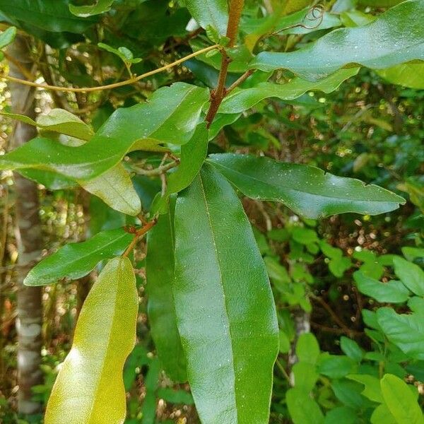 Aextoxicon punctatum Leaf