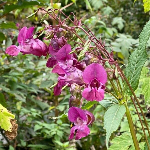 Impatiens glandulifera Flower