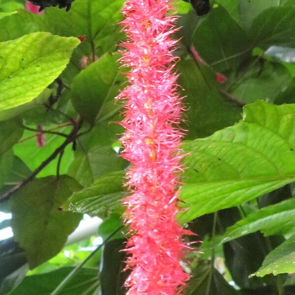 Acalypha hispida Flor