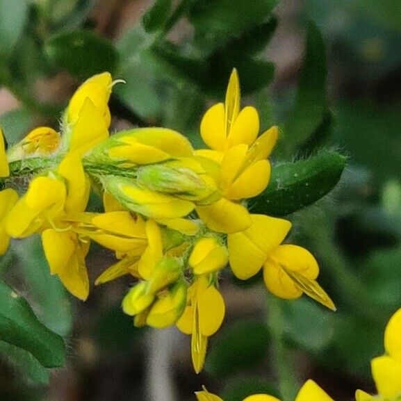 Genista germanica Blomma