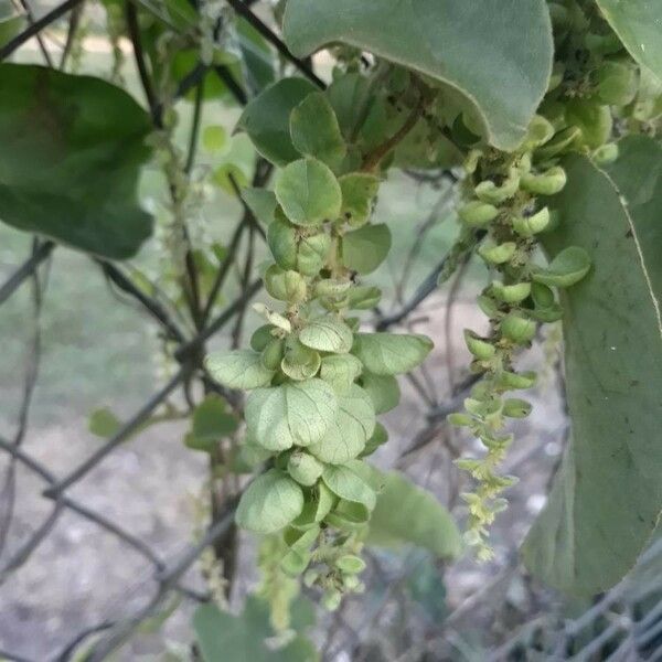 Cissampelos pareira Blomma