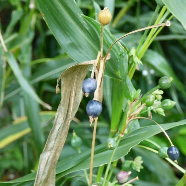 Coix lacryma-jobi Fruchs