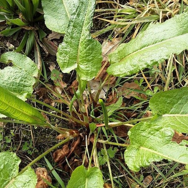 Rumex obtusifolius List