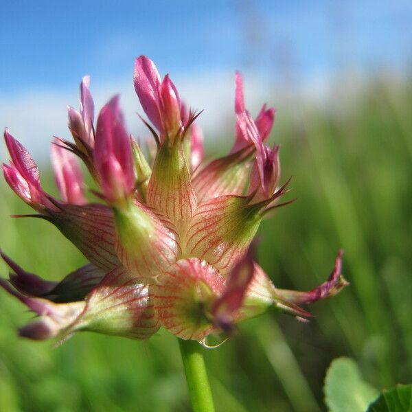 Trifolium spumosum Virág