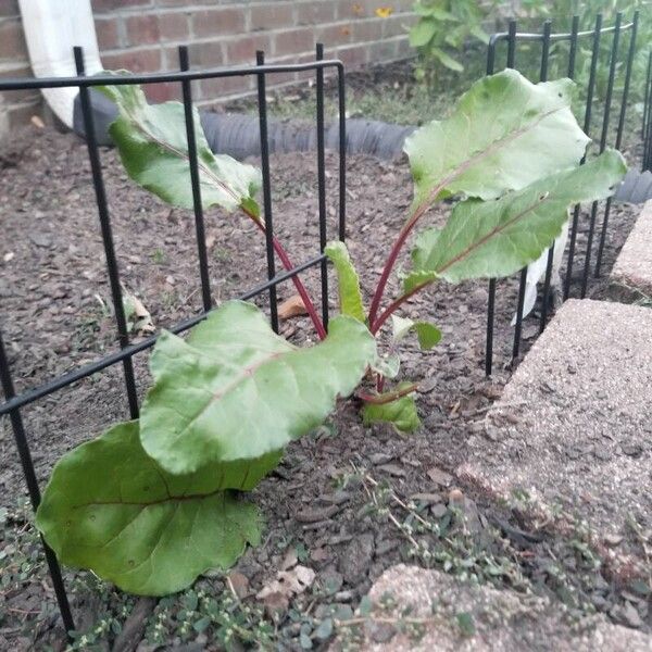 Beta vulgaris Foglia