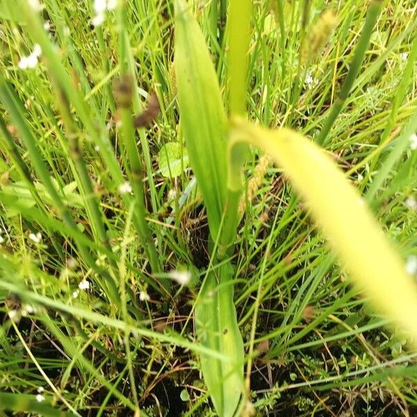 Dactylorhiza fuchsii Лист