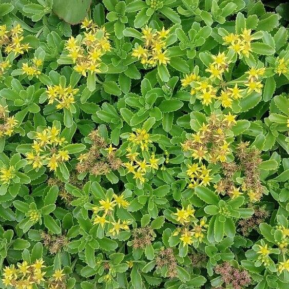 Phedimus aizoon Flower