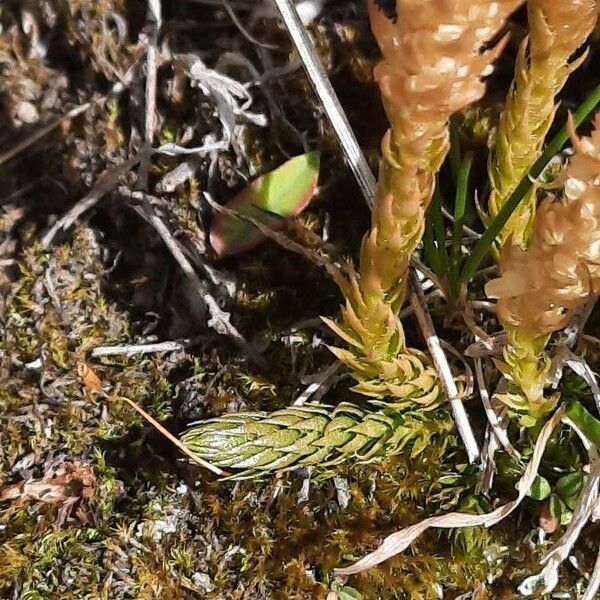 Selaginella selaginoides 葉