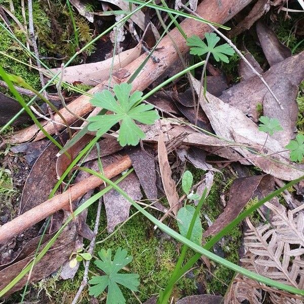 Geranium homeanum Φύλλο