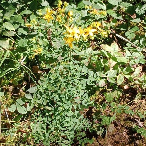 Hypericum maculatum Habit