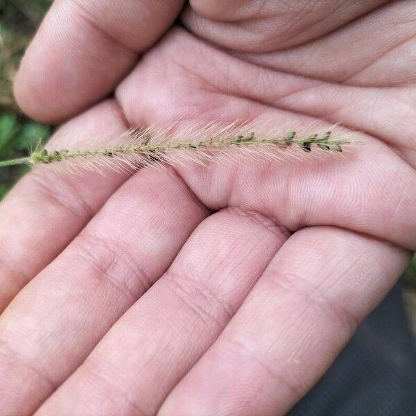 Setaria parviflora Blatt