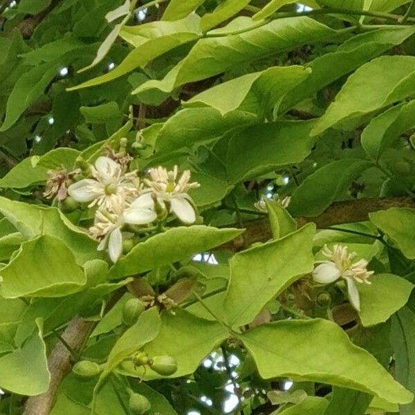 Aegle marmelos Blomst