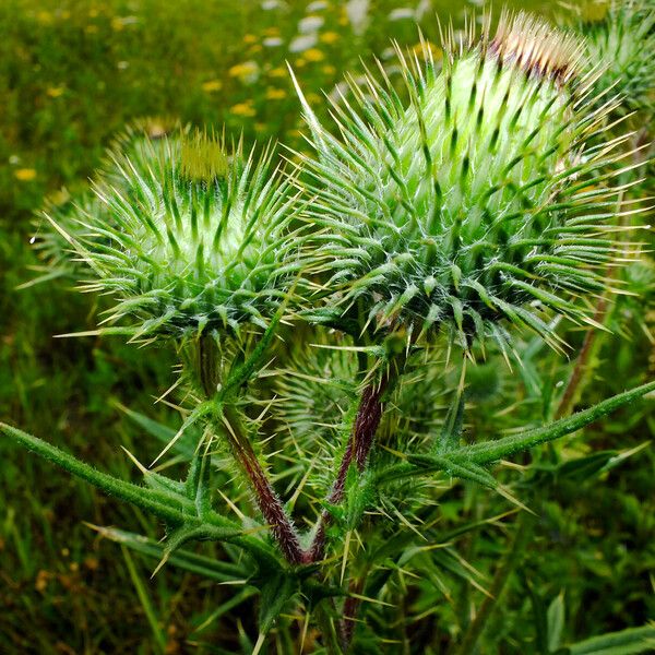 Cirsium vulgare Kwiat