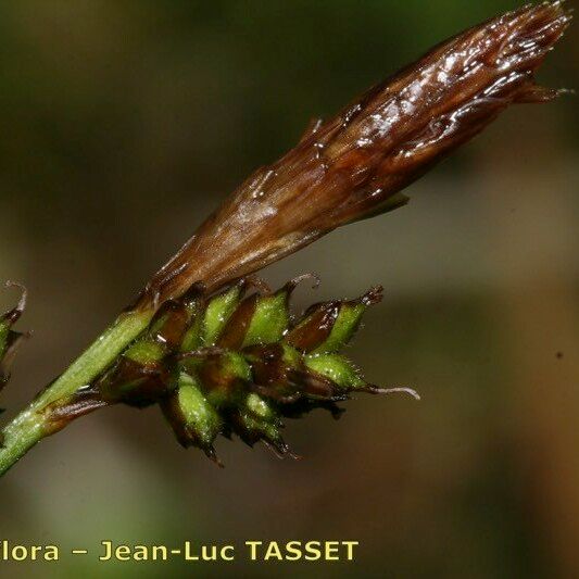 Carex umbrosa Fruit