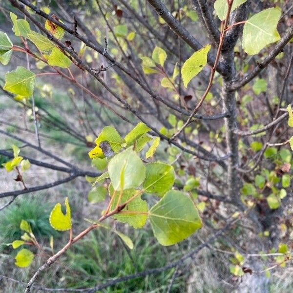 Populus nigra 葉