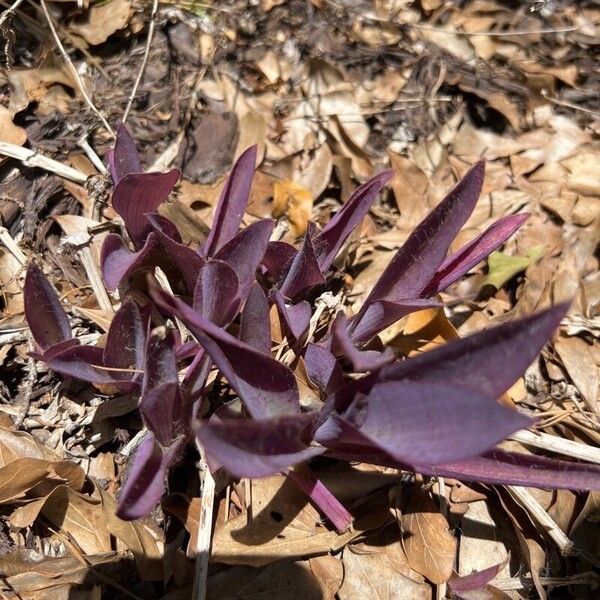 Tradescantia pallida Feuille