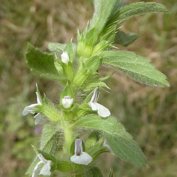 Sideritis romana Bark