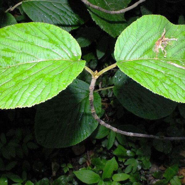 Viburnum lantanoides ᱥᱟᱠᱟᱢ