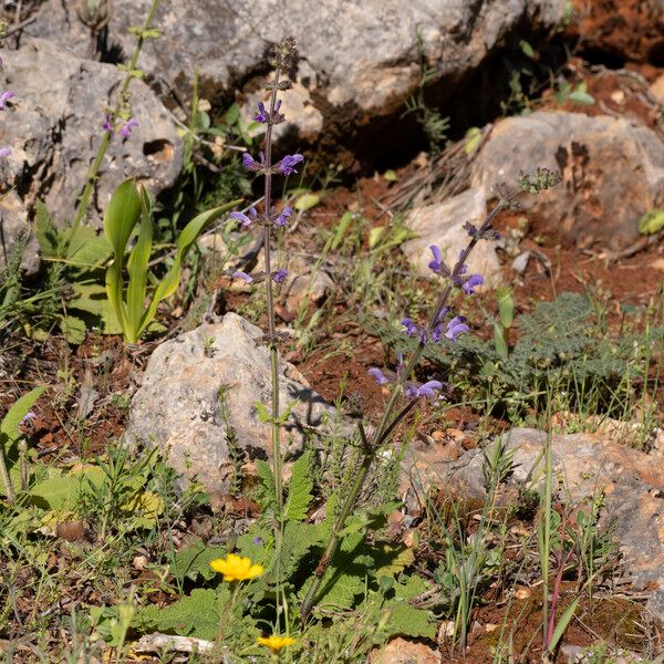 Salvia virgata Floare