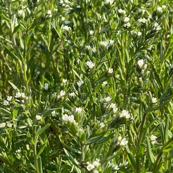 Buglossoides arvensis Blomst