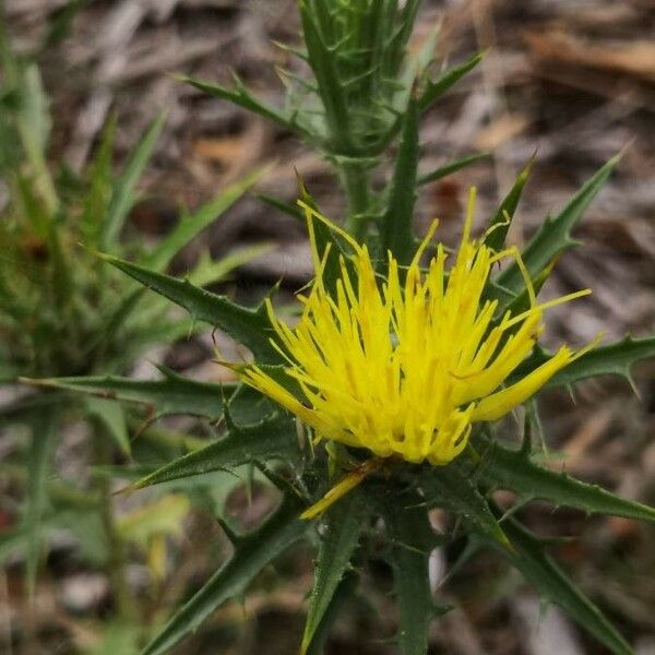 Carthamus lanatus फूल