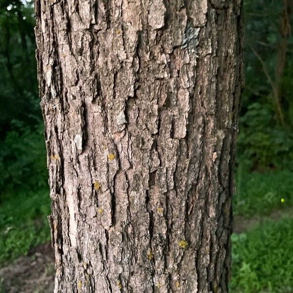 Quercus michauxii പുറംതൊലി