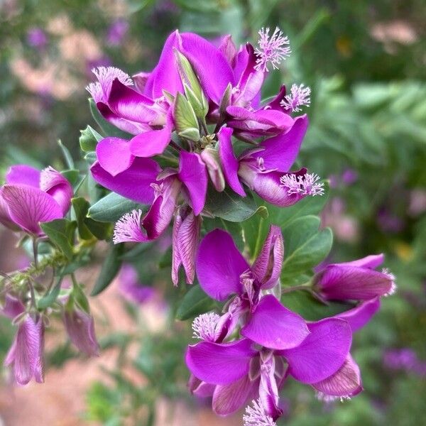 Polygala myrtifolia ফুল