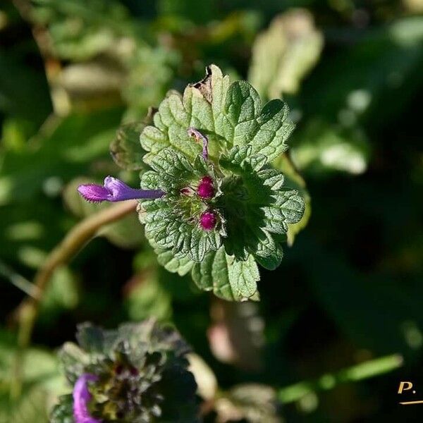 Lamium amplexicaule Yaprak