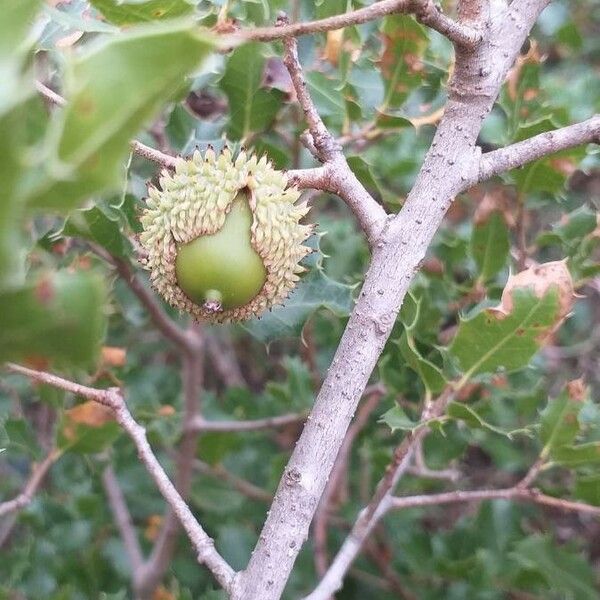 Quercus coccifera ഫലം