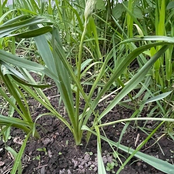 Carex deweyana Ліст