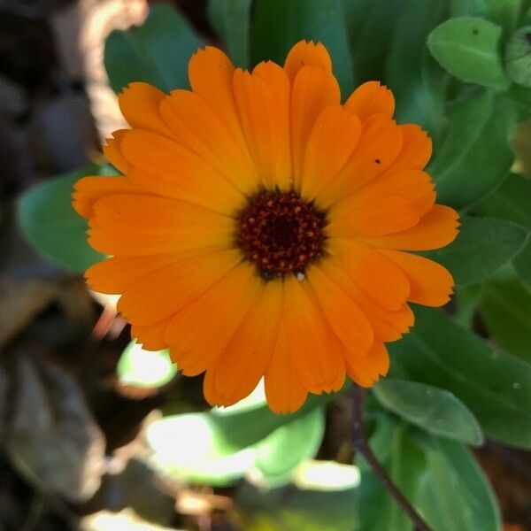 Calendula officinalis Bloem