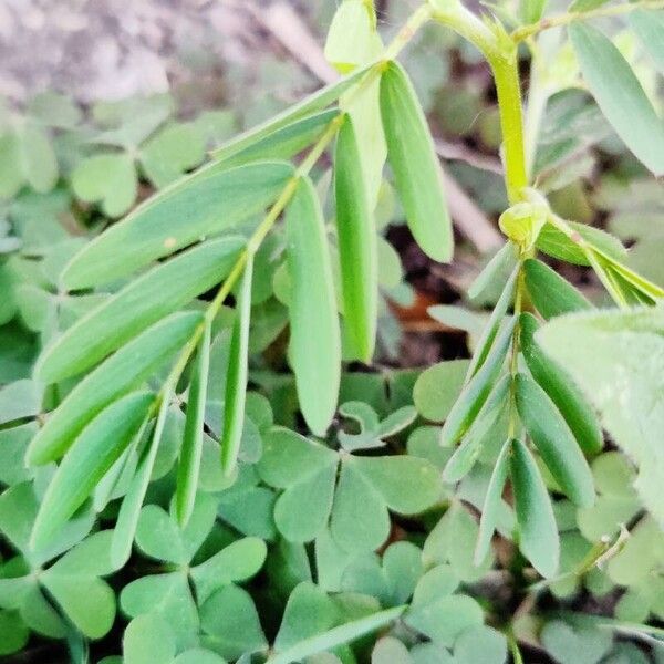 Chamaecrista fasciculata Lehti