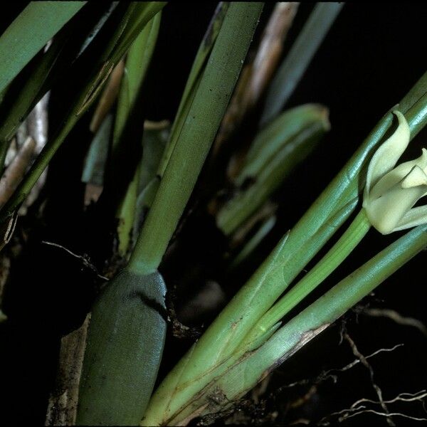 Maxillaria alba Flower