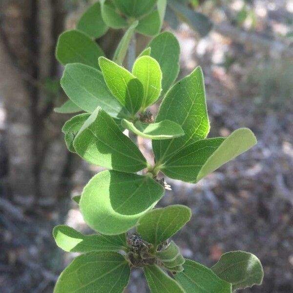 Strychnos madagascariensis Blad