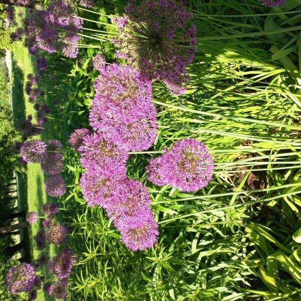 Allium giganteum Цвят