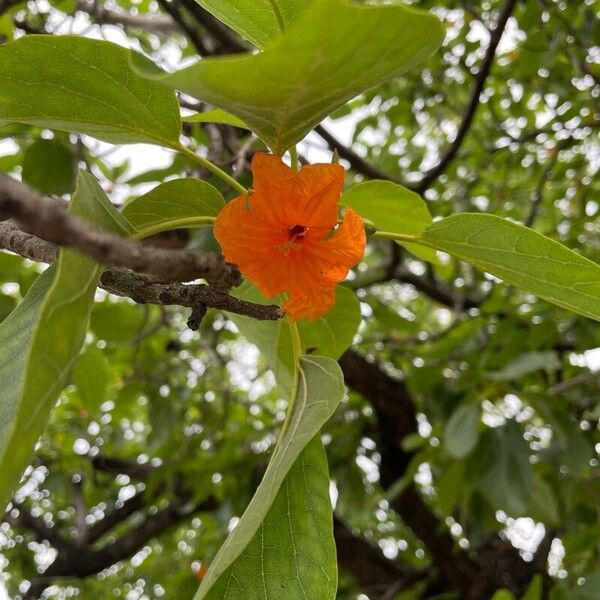 Cordia subcordata Fleur