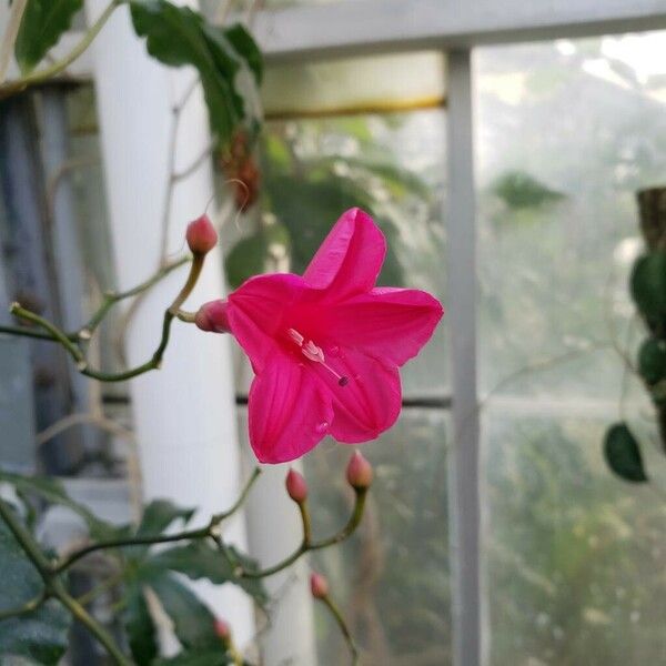 Ipomoea horsfalliae Fiore