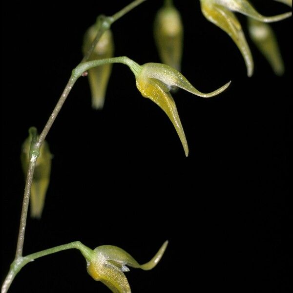 Acianthera pubescens Blüte