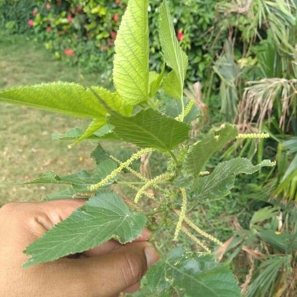 Urtica dioica Feuille