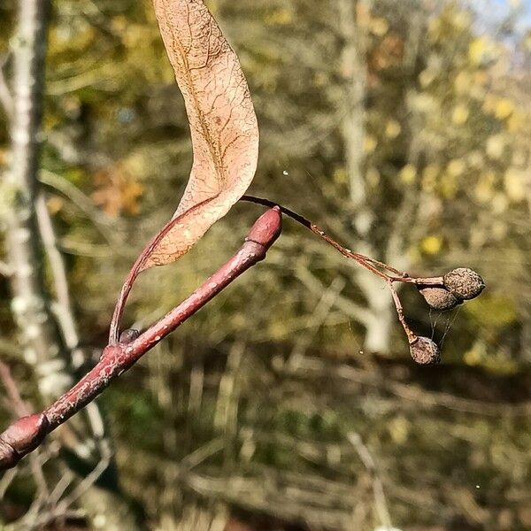 Tilia japonica Плод