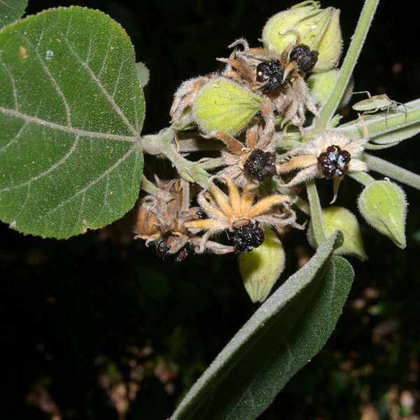 Malvaviscus concinnus Fruit