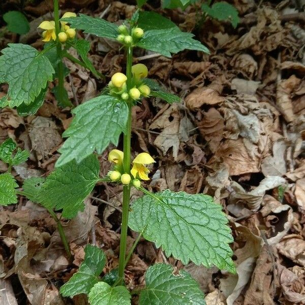 Lamium galeobdolon 形態