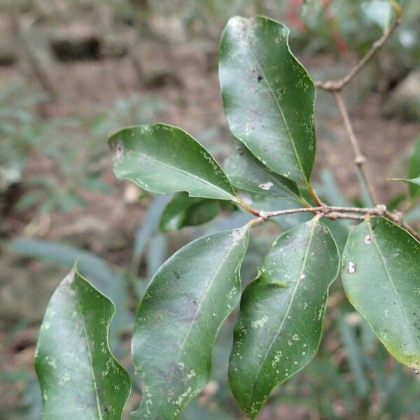 Eugenia brongniartiana Leaf