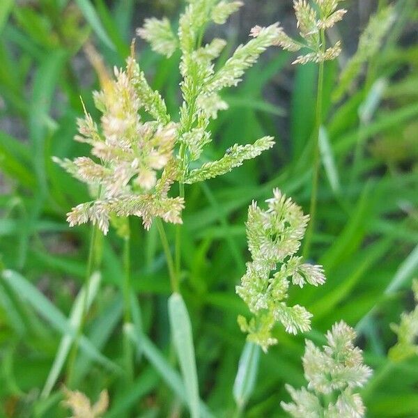 Polypogon viridis Flower