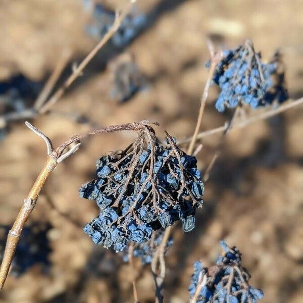 Viburnum rufidulum Φρούτο