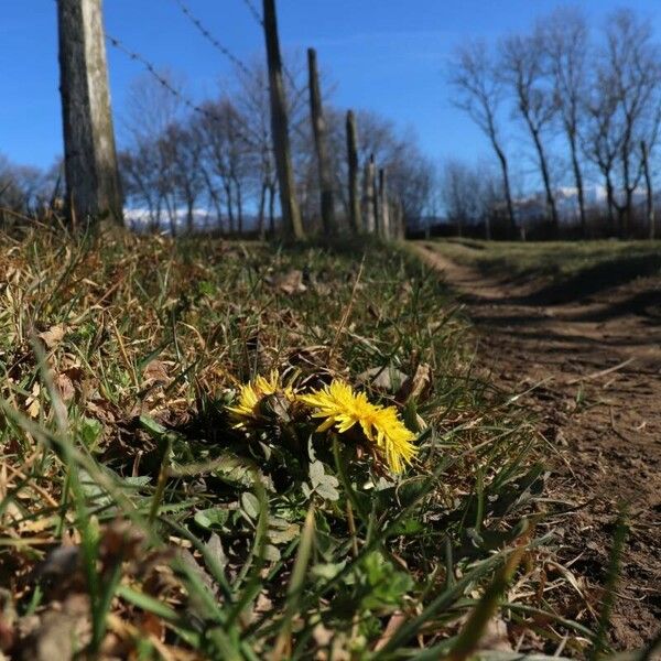 Taraxacum mattmarkense Blomst