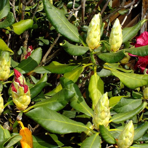 Rhododendron yakushimanum Цвят