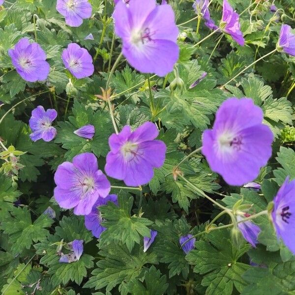 Geranium platypetalum 花