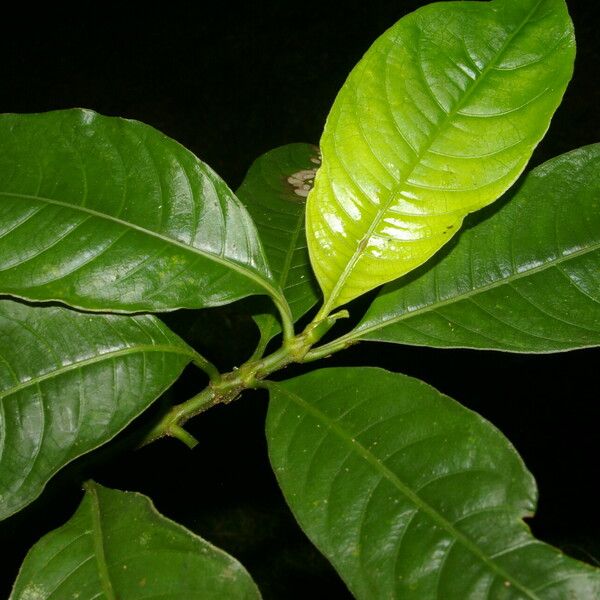 Palicourea brachiata Leaf