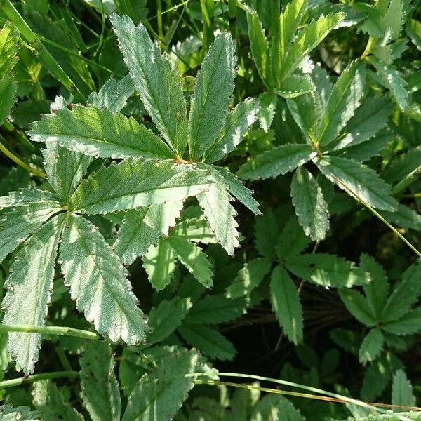 Comarum palustre Blad